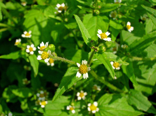 Zotten-Franzosenkraut (Galinsoga ciliata)