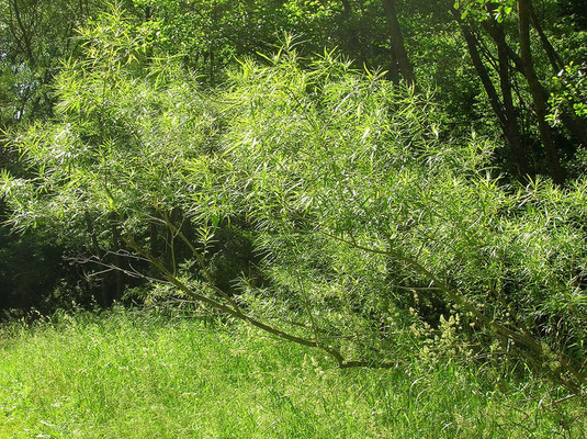 Korb-Weide (Salix viminalis)