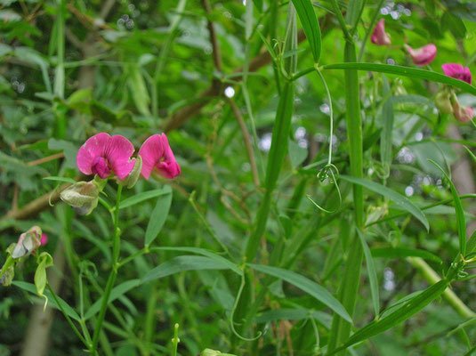 Wild-Platterbse (Lathyrus sylvestris)