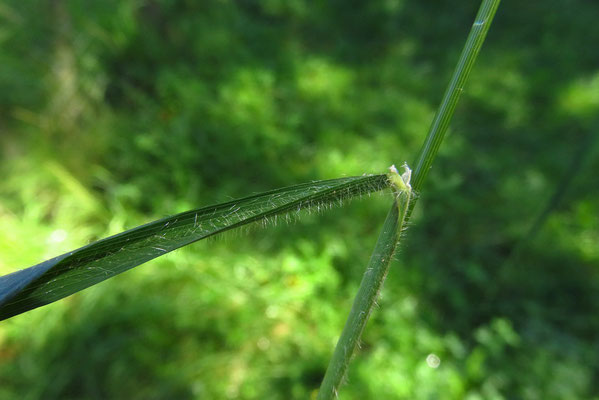 Wald-Zwenke (Brachypodium sylvaticum)