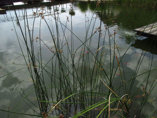 Grün-Teichbinse (Schoenoplectus lacustris)