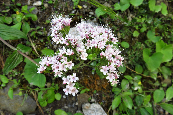 Berg-Baldrian (Valeriana montana)