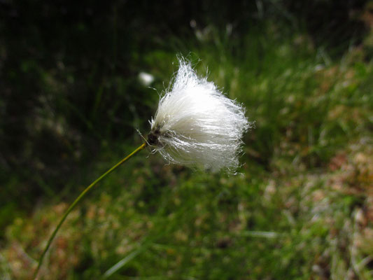 Scheiden-Wollgras (Eriophorum vaginatum)