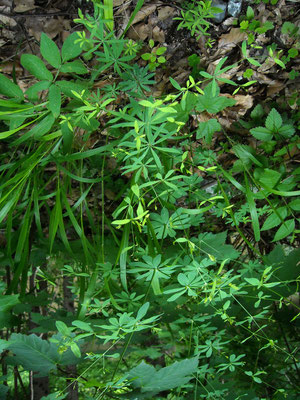 Wald-Labkraut (Galium sylvaticum)