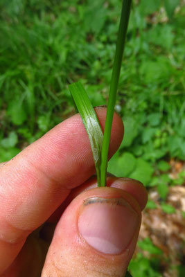 Ährige Stachel-Segge (Carex spicata)