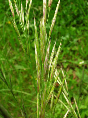 Aufrechte Trespe (Bromus erectus)