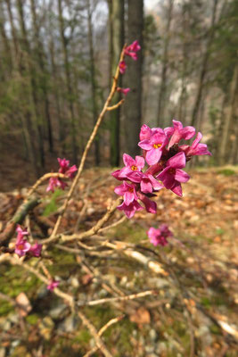 Echter Seidelbast (Daphne mezereum) | Fam. Spatzenzungengewächse (Thymelaeaceae)