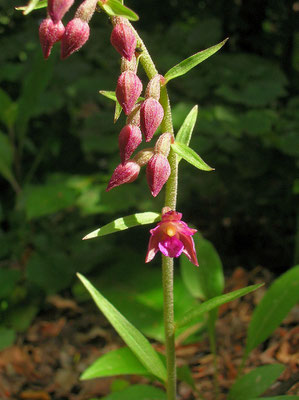 Rot-Ständelwurz (Epipactis atrorubens)