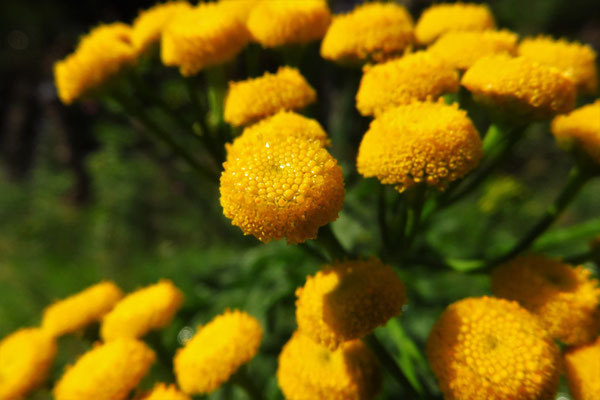 Rainfarn (Tanacetum vulgare)