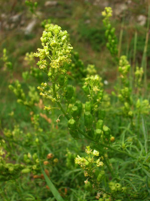 Gelbe Resede (Reseda lutea)