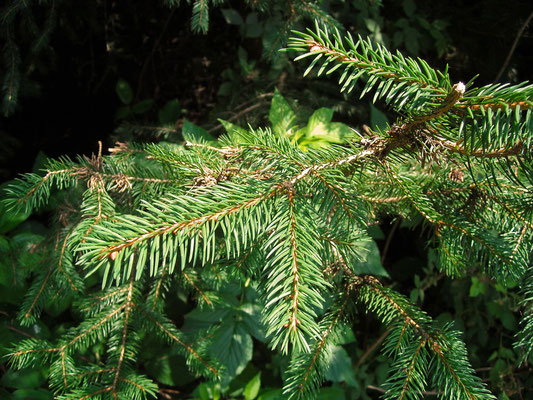 Gewöhnliche Fichte (Picea abies)