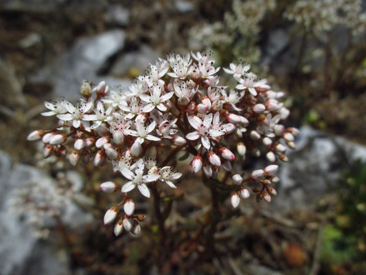 Weißer Mauerpfeffer (Sedum album)