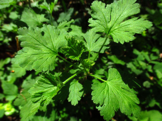 Stachelbeere (Ribes uva-crispa)