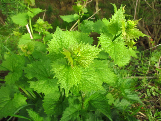 Knoblauchrauke (Alliaria petiolata)