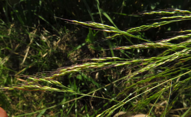 Gewöhnlicher Windhalm (Apera spica-venti)