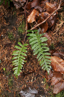 Gewöhnlicher Tüpfelfarn (Polypodium vulgare)