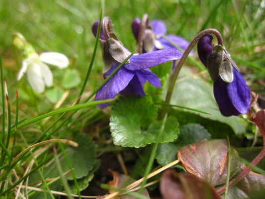 März-Veilchen (Viola odorata)