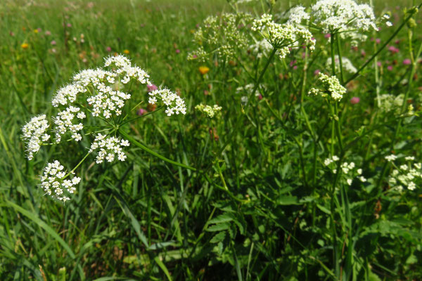 Große Bibernelle (Pimpinella major) | Fam. Doldenblütler (Apiaceae)