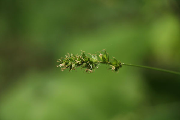 Ährige Stachel-Segge (Carex spicata)