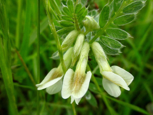 Pannonische Wicke (Vicia pannonica)