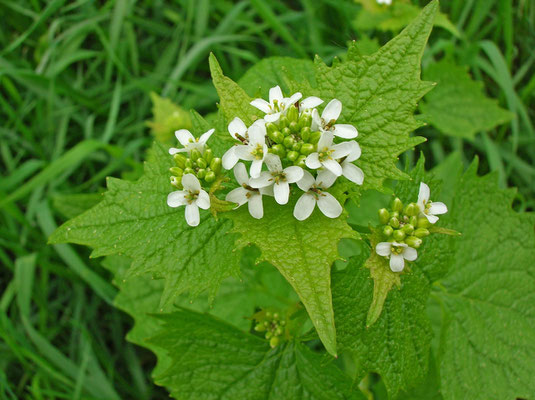 Knoblauchrauke (Alliaria petiolata)