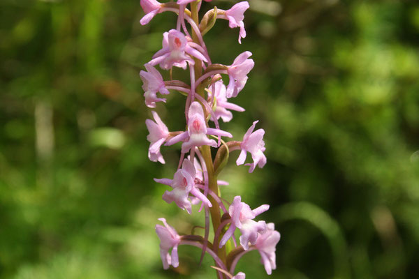 Mücken-Händelwurz (Gymnadenia conopsea)