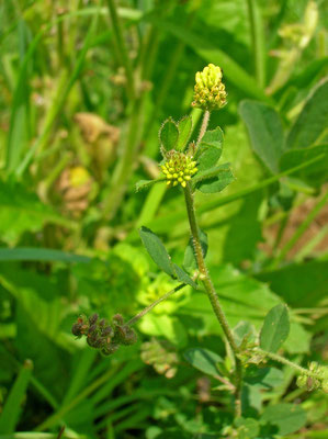 Hopfen-Schneckenklee (Medicago lupulina)