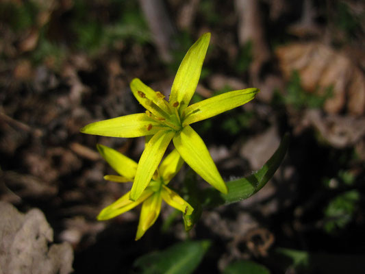 Wald-Gelbstern (Gagea lutea)