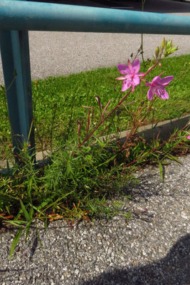 Rosmarin-Weidenröschen (Epilobium dodonaei)