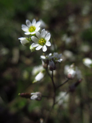 Schmalfrucht-Hungerblümchen (Draba verna)