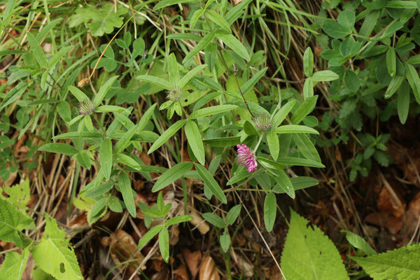 Hügel-Klee (Trifolium alpestre)