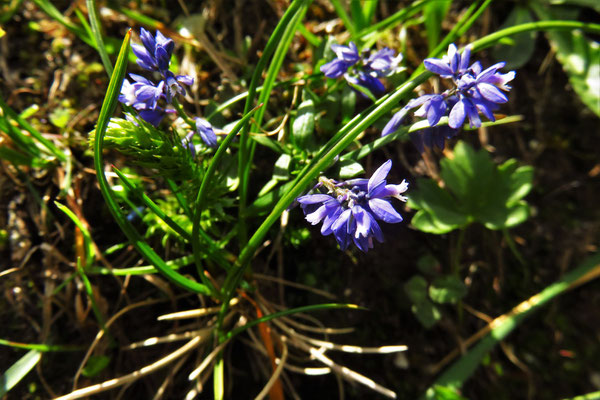 Bitter-Kreuzblume (Polygala amara agg.) | Fam. Kreuzblumengewäche (Polygalaceae)