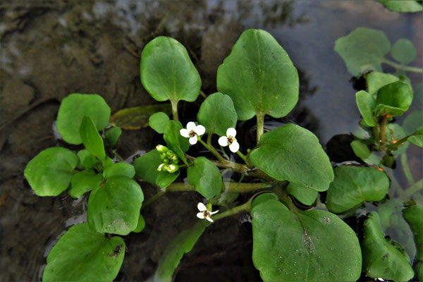 Echte Brunnenkresse (Nasturtium officinale)