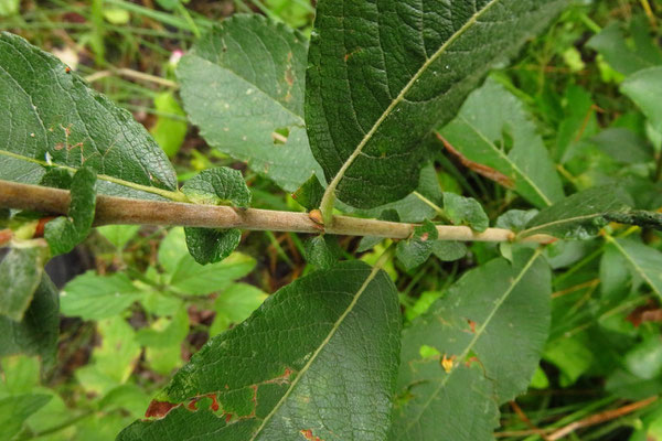 Asch-Weide (Salix cinerea)