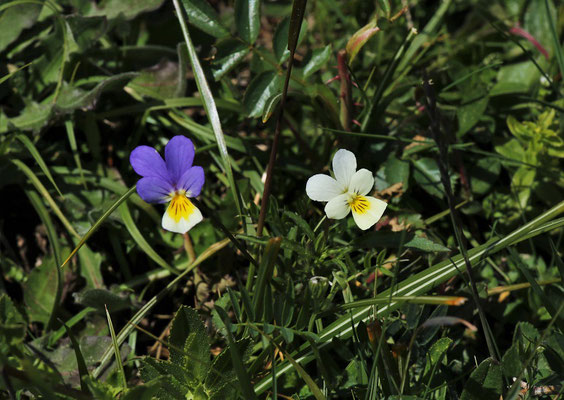 Wild-Stiefmütterchen (Viola tricolor)