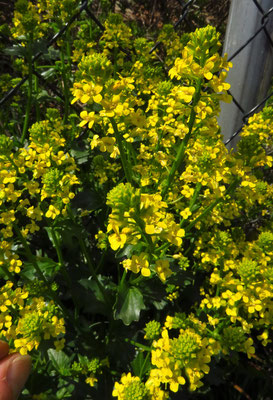 Echte Barbarakresse (Barbarea vulgaris)