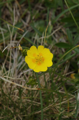 Gold-Fingerkraut (Potentilla aurea)