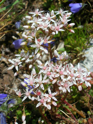 Weißer Mauerpfeffer (Sedum album)