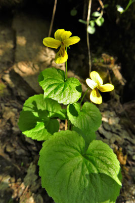 Zweiblüten-Veilchen (Viola biflora)