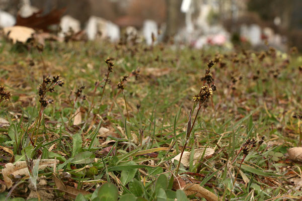 Wiesen-Hainsimse (Luzula campestris)