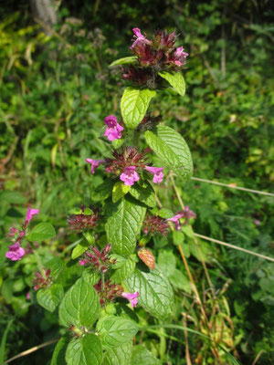 Wirbeldost (Clinopodium vulgare)