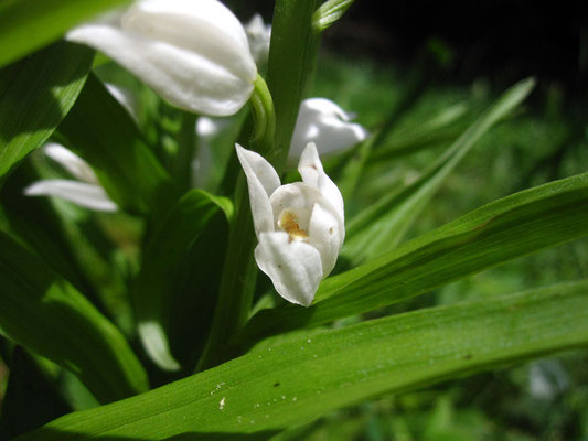 Schmalblatt-Waldvöglein (Cephalophora longifolia)