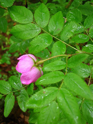 Hängefrucht-Rose (Rosa pendulina)