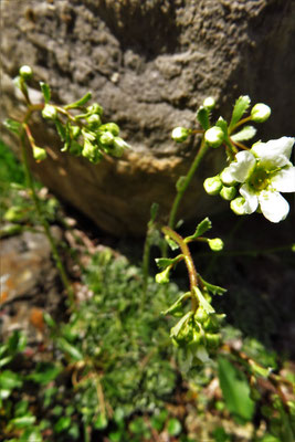 Rispen-Steinbrech (Saxifraga paniculata) | Fam. Steinbrechgewächse (Saxifragaceae)
