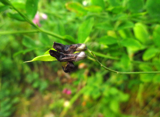 Schwarz-Platterbse (Lathyrus niger)