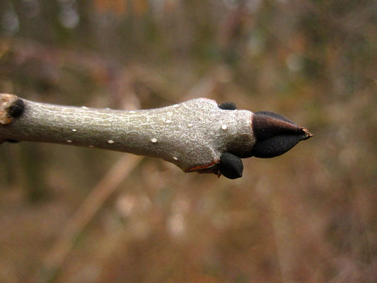 Gewöhnliche Esche (Fraxinus excelsior)