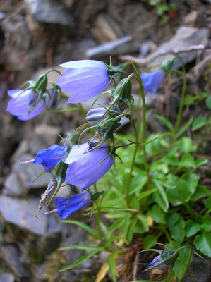 Zwerg-Glockenblume (Campanula cochleariifolia)