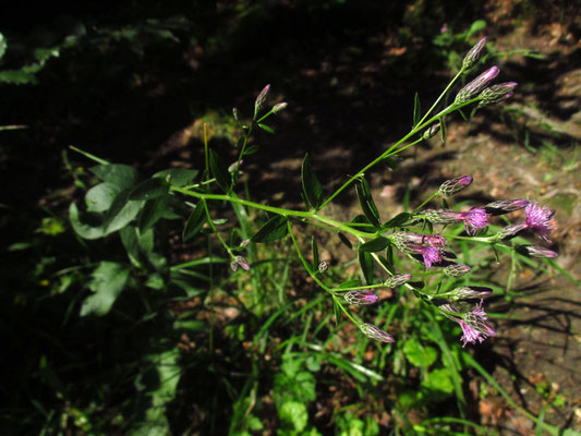 Echte Färberscharte (Serratula tinctoria)