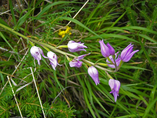 Purpur-Waldvöglein (Cephalanthera rubra)