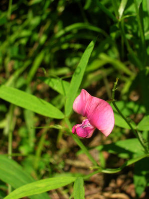 Wild-Platterbse (Lathyrus sylvestris)